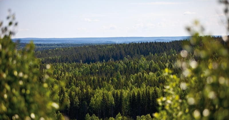 skog_1200x628