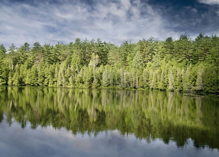 Skogsmarkspriser_skog_vid_sjo_700x500-1